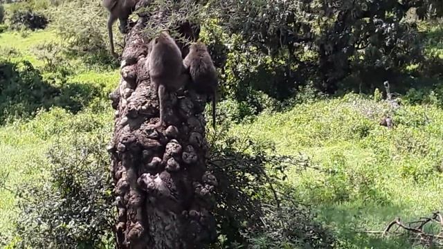 Семья 👨👦👧👩👴👵обезьян🐒🐵🙈 смотреть онлайн