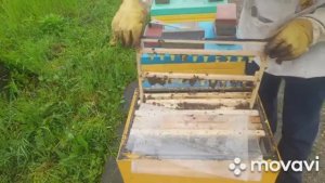 ВЫВОДИМ МАТОК. Учимся выводить маток. Первая прививка 18.04.2023