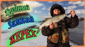 Трудный зимний жерех. Жерех на спиннинг зимой