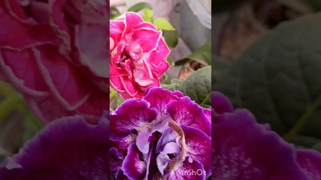 цветение глоксиний ☺