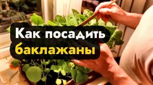 Как посадить баклажаны - посадка баклажан рассадой дома в Сибири Урале и на Дальнем Востоке