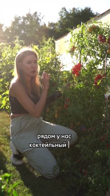 КАК ВЫРАЩИВАТЬ ВЫСОКОРОСЛЫЕ ЧЕРРИ В ОТКРЫТОМ ГРУНТЕ БЕЗ БОЛЕЗНЕЙ? смотреть онлайн