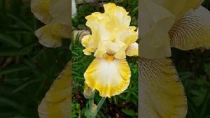 ирис DOUBLE RINGER