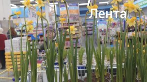 5 марта 2025 года. В предпраздничную Ленту. Отдел сад-огород.
