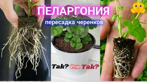 Перевалка черенков ПЕЛАРГОНИИ. А как правильно ?