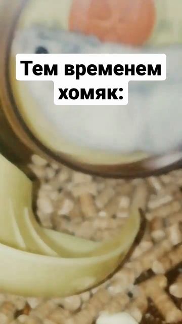 😂😂 а у вас тоже так?!! Кст хомяки ночные животные 🐹🐾 вы знали это? смотреть онлайн