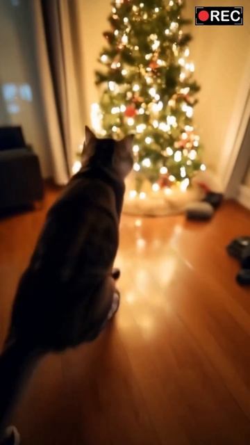 The biggest goal this year is closed! Thank you all! #funny #fun #cat #shorts #newyear #christmas смотреть онлайн