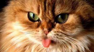 Музыка из программы что где когда. Настоящий хит!...