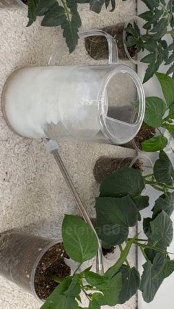 Лучшая подкормка для рассады томатов перцев огурцов #сад #огород #рассада