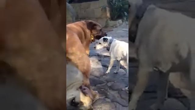 Rudy + Dusty 69 смотреть онлайн