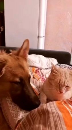 Жили как кошка с собакой...🐱😻🐶#кот и пес #кошка и собака #кот и собака дружба