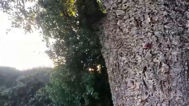 Пробковое дерево смотреть онлайн