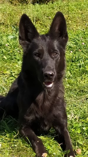 Щенки немецкой овчарки