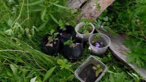 Айва японская или хеномелес - посадка семенами