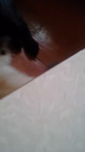 Видео: Собака играет кошкой смотреть онлайн