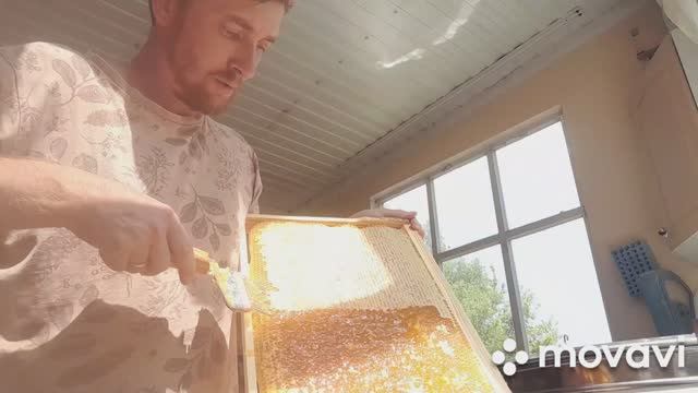 МЁД! МЁД! МЁД! 1.08.2024#honey #пчеловодство #bee #bee #пасека #хобби