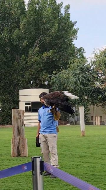 Bald Eagle flying #shorts #eagle #eagles #dubaisafaripark #baldeagle #baldeagles #dubai#dubaitouris