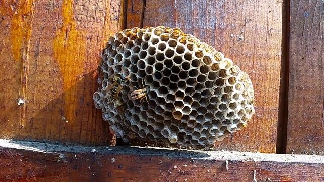 Only two wasps? End of season. :) смотреть онлайн