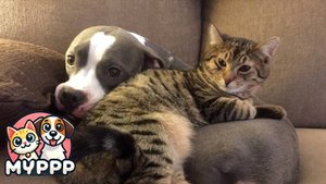 Коты-неудачники – смешные моменты! 😹