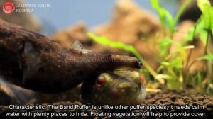 Tetraodon palembangensis. The DRAGON PUFFER! (Leopard Aquatic P001B)