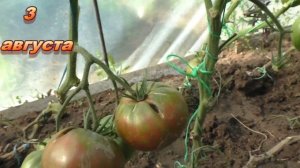 Не посажу вкусный красивый мясистый крупноплодный томат сорта Казула 147