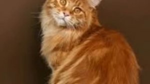 Таъбири хоб бо харфи Г -Гунох,Гург,Гурба,Гамбусак,Гул,Гипс,Гадо,Гов,Гитар,Гирдоб,Газидан ва гайра…