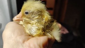 Холмогорский гусёнок, первые минуты после вылупления.