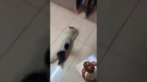 Осторожно, котики!14