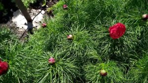 Облет, цветут сады. 05/05/2021