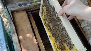 Как развиваются пойманные рои пчел !!!