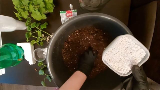Пересадка плющелистных пеларгоний из перлита в грунт. Выпуск от 04.01.21