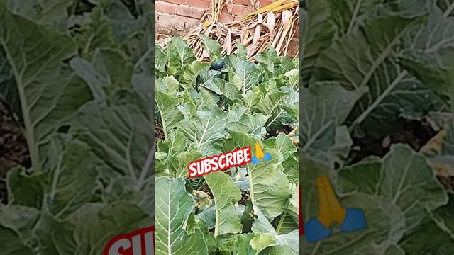 nature🌿🍃 sound #harvesting #shortvideo #farmer смотреть онлайн