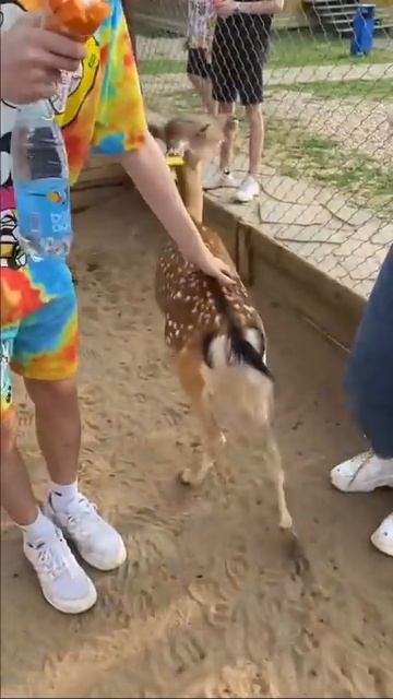 Енот воришка 😂 #shorts смотреть онлайн