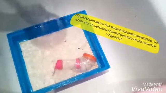 Уборка в клетке у сирийских хомяков!/Сleaning in a cage at the siriyskokh of hamsters смотреть онлайн