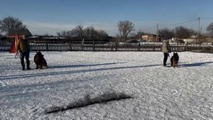 выстрел 4 / Кёрунг АБАКАН 02 мар`25 (Е.Яковцева) 7 собак