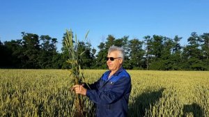 Мнение Кукурузника Всея Руси о наших и КубНИИТИМ посевах.