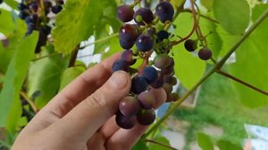 Виноград Зилга