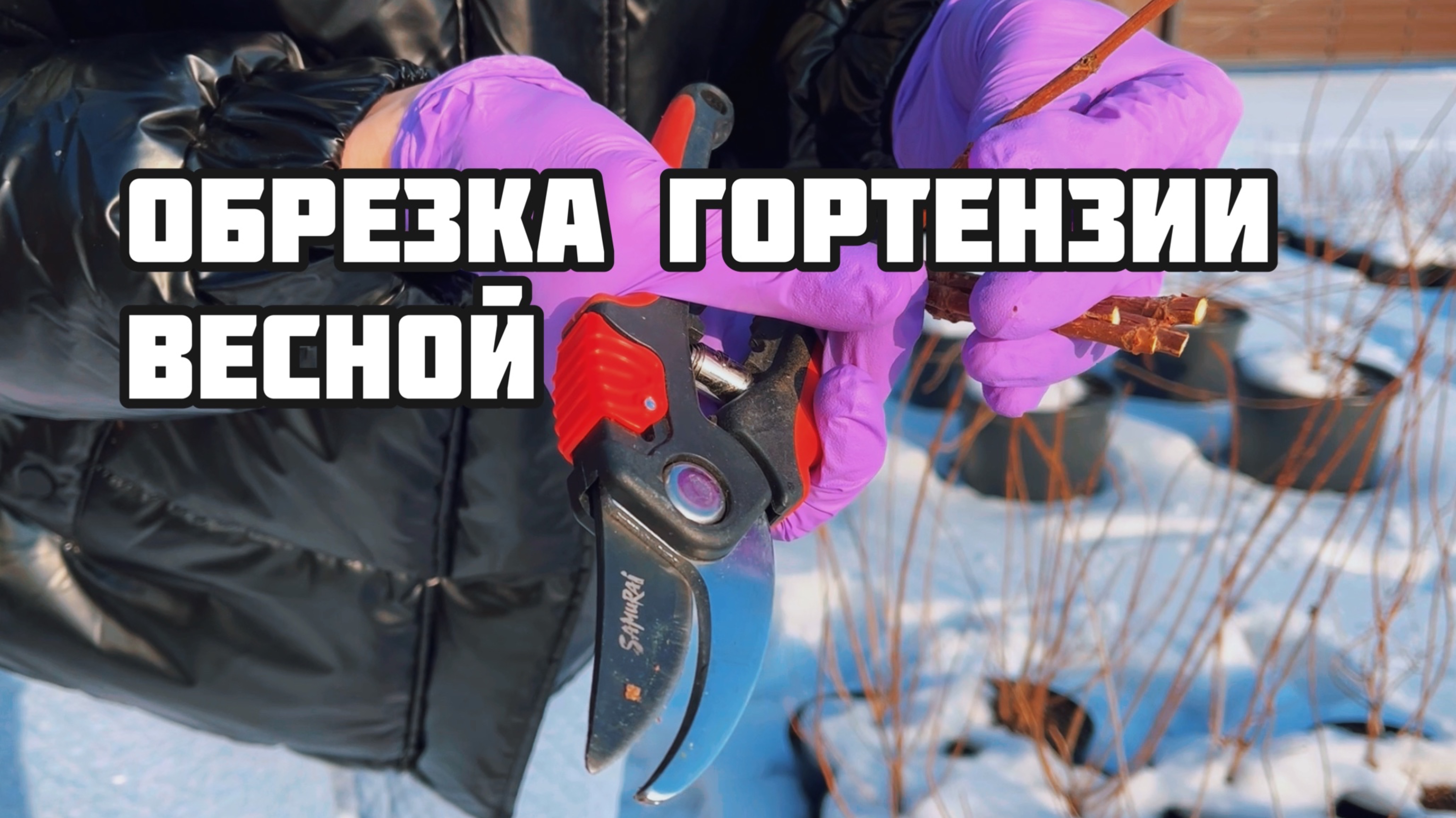 МЕТЕЛЬЧАТАЯ ГОРТЕНЗИЯ ОБРЕЗКА. 1сезон 2серия. Воронеж Shmatova pitomnik. #гортенизия #сезон #цветы