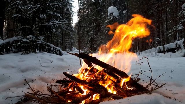 КОСТЁР В ЛЕСУ