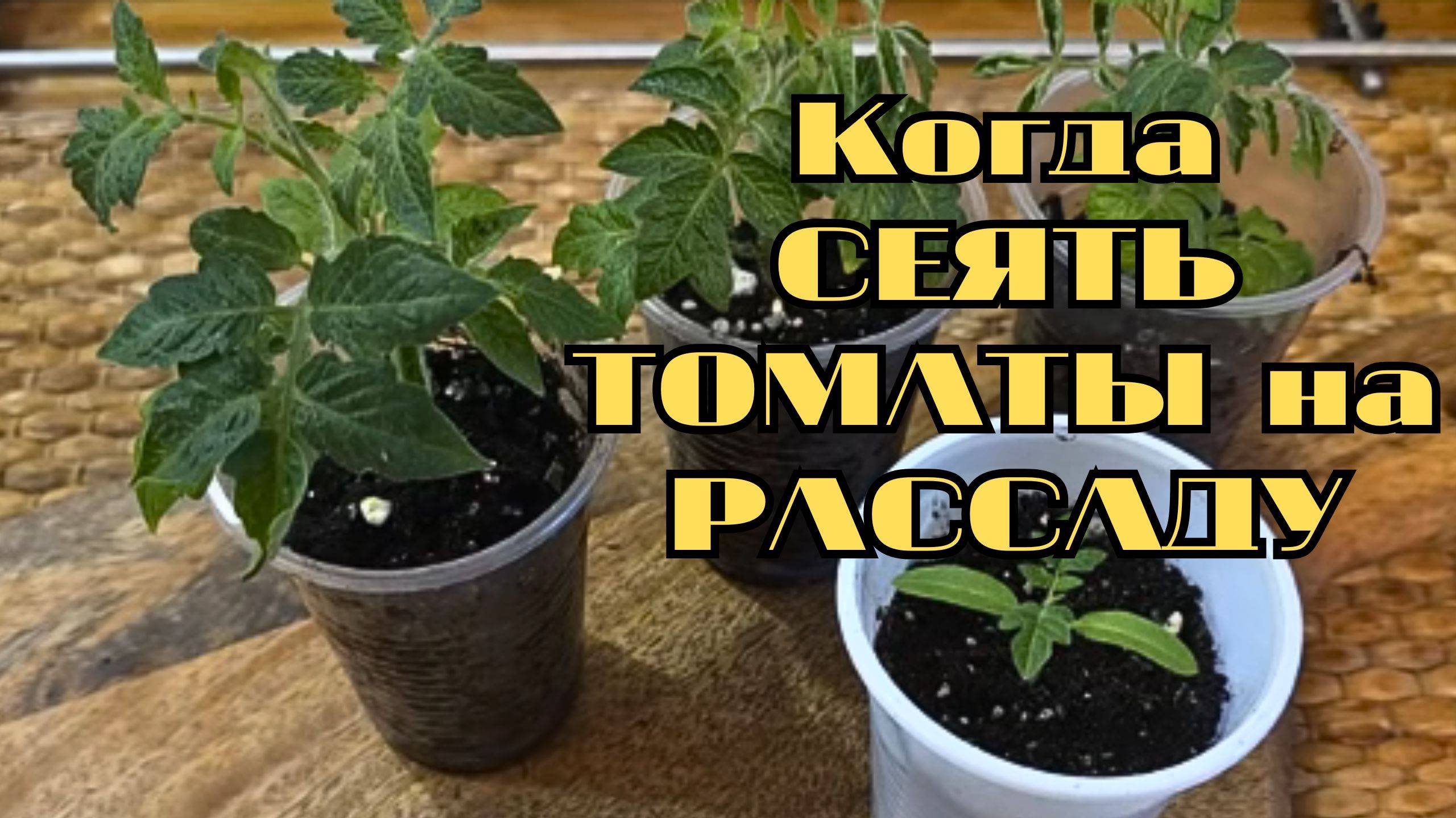 🍅✨ Когда СЕЯТЬ ТОМАТЫ на рассаду в 2025 году? Лучшие дни для урожая! 🌱📅