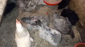 АММИАК опасен для организма.(AMMONIA is dangerous for the body.)