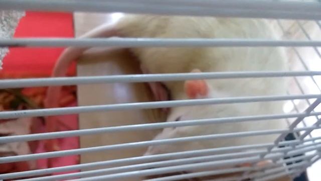 СОН КРЫСЫ ДАМБО | Хомячуля: Secret Life Hamster - Pets