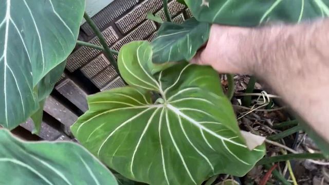 Hoya Philodendron and Orchid short review of three plants. смотреть онлайн
