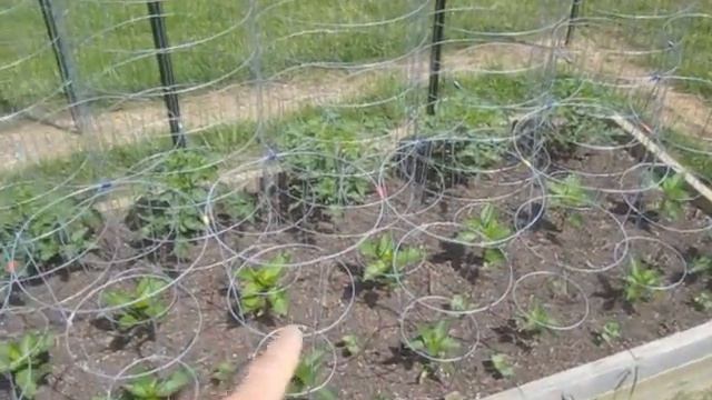 Garden Update #1 This years layout. Raised Bed Square Foot Container Vegetable Gardening