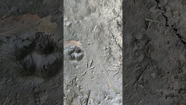 Сліди яких тварин і птахів можна побачити на стежці? смотреть онлайн