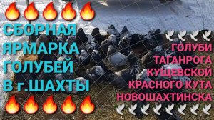 🔥🔥🔥 Голуби Таганрога, Кущевской, Красного Кута, Новошахтинска на ярмарке в г.Шахты. Pigeons Fair.