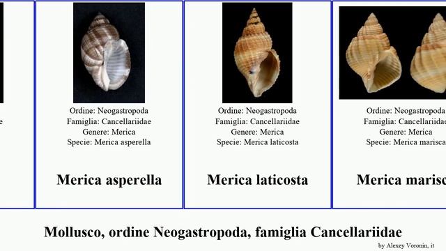 Mollusco, ordine Neogastropoda, famiglia Cancellariidae cancellaria trigonostoma scalptia merica смотреть онлайн