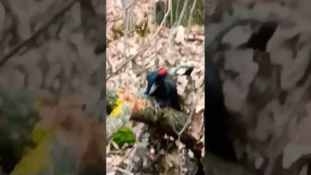 Йоу, впечатляюще кричит и долотом своим стучит желна дятел.Тольятти#shorts-RUTUBE