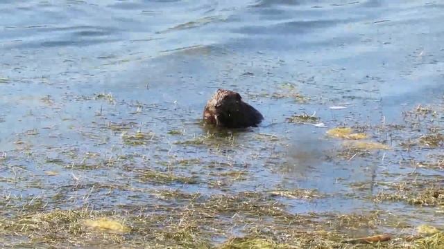 Muskrat (Pea Island NWR) смотреть онлайн
