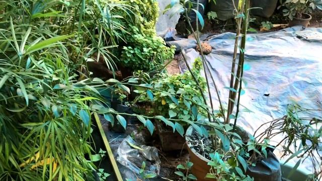 Plant nursery visit part 1/nursery visit in malayalm/Indoor and outdoor plants смотреть онлайн